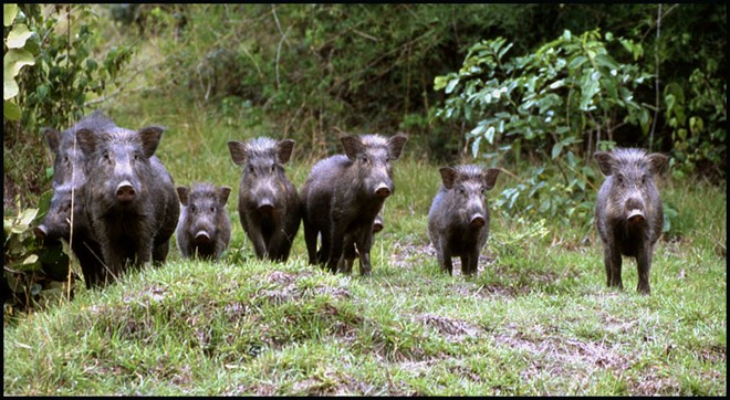 lợn rừng đẹp